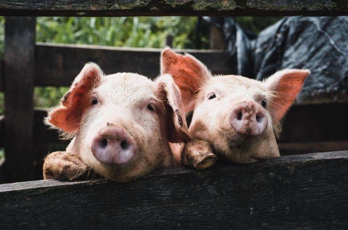 Cerdos para cuidar